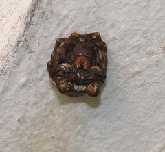Mastophora cornigera