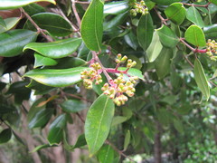 Metrosideros bartlettii