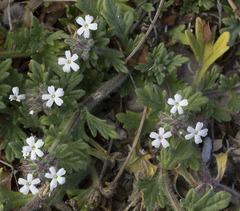 Glandularia quadrangulata