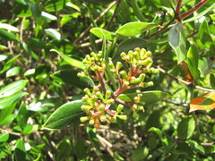 Metrosideros bartlettii