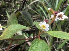 Miconia araguensis