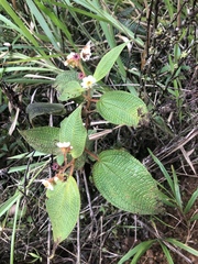 Miconia araguensis