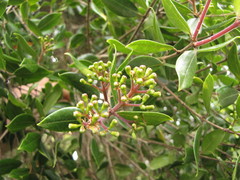 Metrosideros bartlettii