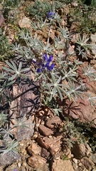 Lupinus sparsiflorus