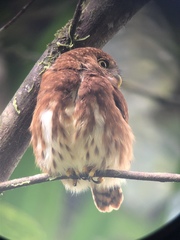 Glaucidium nubicola