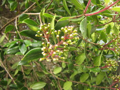 Metrosideros bartlettii