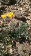 Eschscholzia androuxii