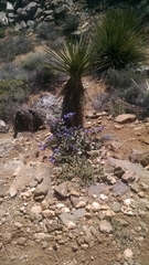 Phacelia campanularia vasiformis
