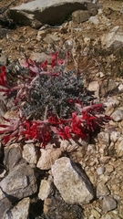 Astragalus coccineus