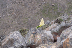 Rheum nobile, photograph (c) Morten Ross, some rights reserved (CC BY)