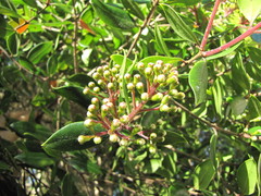 Metrosideros bartlettii