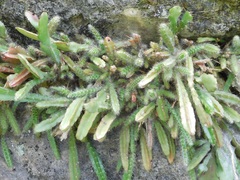 Disocactus crenatus, photograph (c) Neptalí Ramírez Marcial, some rights reserved (CC BY)