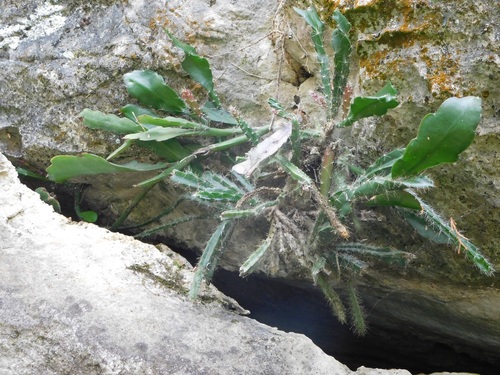 Disocactus crenatus, photograph 6