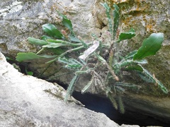 Disocactus crenatus, photograph (c) Neptalí Ramírez Marcial, some rights reserved (CC BY)