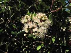 Metrosideros bartlettii