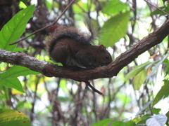 Sciurus deppei