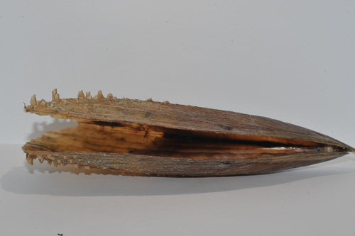 Half-naked Pen Shell