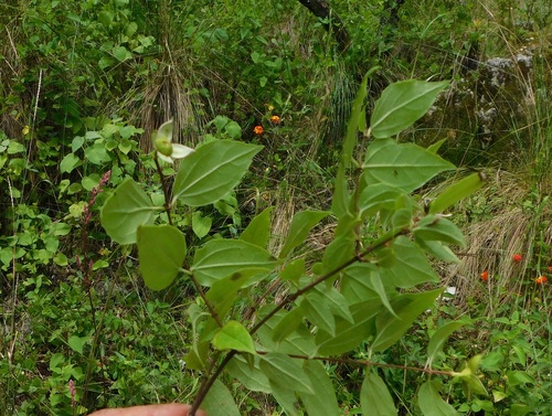 Philadelphus mexicanus, photograph 2