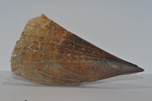 Half-naked Pen Shell