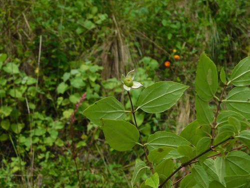 Philadelphus mexicanus, photograph 1