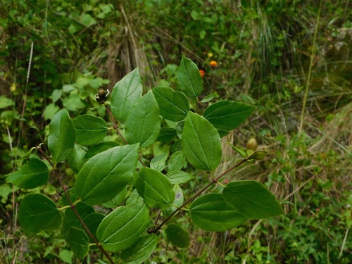Mexican mock orange (Philadelphus mexicanus)