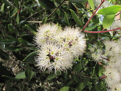 Metrosideros bartlettii