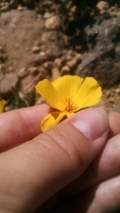 Eschscholzia androuxii