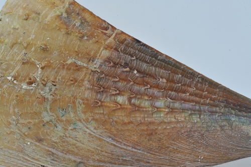 Half-naked Pen Shell