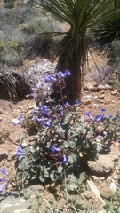 Phacelia campanularia vasiformis