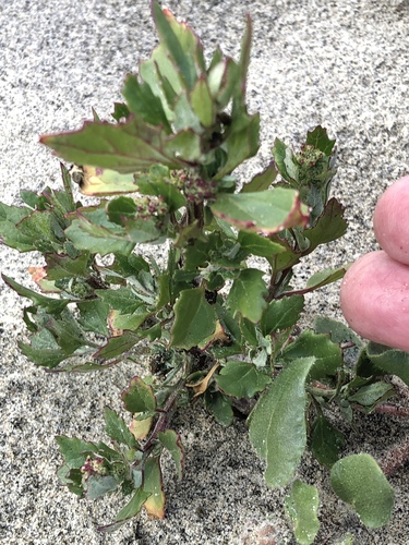 Nettleleaf goosefoot (Chenopodium murale)