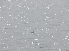 Podiceps auritus