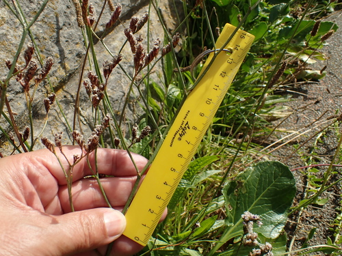 Image of Limonium procerum by no rights reserved