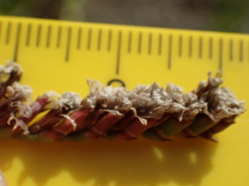Image of Limonium procerum by no rights reserved