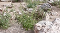 Johnstonella holoptera