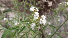 Johnstonella holoptera