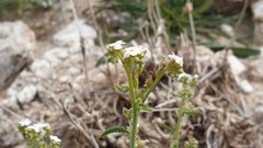 Johnstonella holoptera