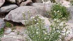 Johnstonella holoptera