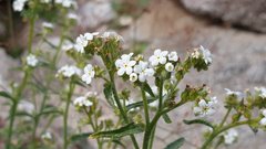 Johnstonella holoptera