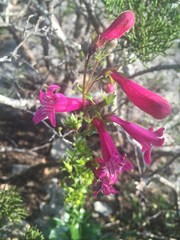 Penstemon triflorus