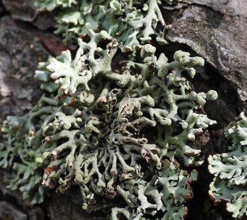 Powder-headed Tube Lichen (Hypogymnia tubulosa)