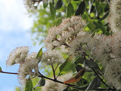 Metrosideros bartlettii