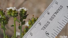 Johnstonella holoptera