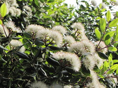 Metrosideros bartlettii