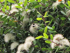 Metrosideros bartlettii