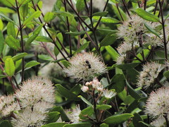 Metrosideros bartlettii