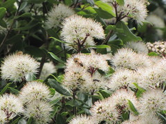 Metrosideros bartlettii