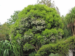 Metrosideros bartlettii