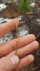 Aristida stricta