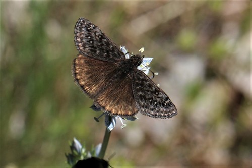 Persius Duskywing