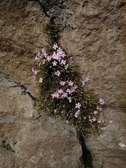 Ourisia microphylla